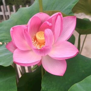 ハス,ハス,ハス,ハス,✨今日のお花✨の画像