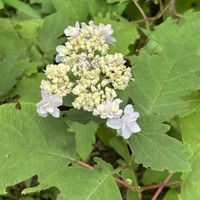 玉紫陽花,庭園,紫陽花 アジサイ あじさい,六義園の画像
