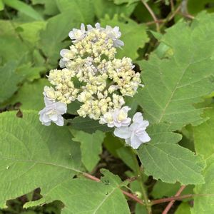 玉紫陽花,庭園,紫陽花 アジサイ あじさい,六義園の画像