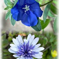 アメリカンブルー,オステオスペルマム,小さい庭,平和を願う,青い花マニアの画像