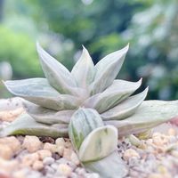 ガステリアの何とか,多肉植物,観葉植物,ガステリア,ガーデニングの画像