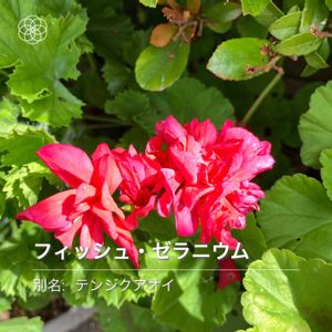 ゼラニウム,ハーブ,赤い花,いい香り,いつもありがとう♡の画像