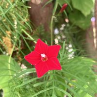 ルコウソウ,花魁草　フロックス　クサキョウチクトウ,侵入者,草夾竹草の画像