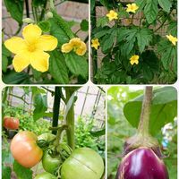 スイカズラ(忍冬),デュランタ宝塚,癒し,繋がりに感謝,お家de…菜園の画像