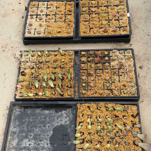 多肉植物,葉挿し,植替え,葉挿しの植替えの画像