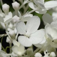 赤紫蘇,ノリウツギ,ノリウツギ,自家製梅干し,梅干しの天日干しの画像