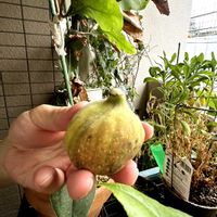 ミニトマト,ミニトマト,イチジク,イチジク,イチヂク ホワイトぜノアの画像