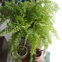 観葉植物,シダ植物,花のある暮らし,みどりのある暮らし,部屋の画像