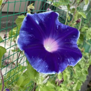 アサガオ,朝顔,グリーンカーテンの画像