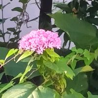 ムラサキシキブ,地植え,花のある暮らし,牡丹臭木,小さい花壇の画像