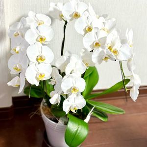 胡蝶蘭,胡蝶蘭 ホワイトヴェール,胡蝶蘭 ホワイトヴェール,椎名洋ラン園の画像