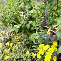 ベロニカ,PWカリロファス　サニーチャープ,今朝の寄せ植え,植中毒,みどりのまとめの画像
