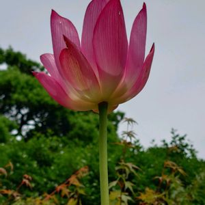 ハス,ハス,庭園,夏のお花,鎌倉の画像
