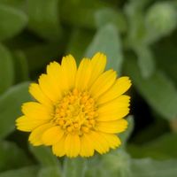 カレンデュラ,可愛い,花のある暮らし,小花会,おうち園芸の画像