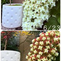 カシワバアジサイ,ハツユキカズラ,ガーデンカラジウム ハートトゥハート,観葉植物,紫陽花 アジサイ あじさいの画像