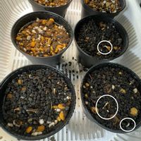 百日草,ダイソー,種まきの画像