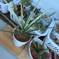 サンスベリア,斑入り,サンスベリア ファーンウッド,サンスベリア　シルバークラウン,多肉植物の画像