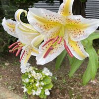 プリムラ,ヤマユリ,季節を楽しむ,昆虫シリーズ,庭の画像