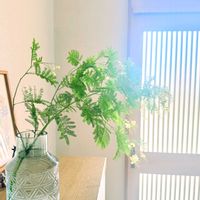 ミモザ,季節の花,今日の一枚,花フォト,GREEN UP!の画像