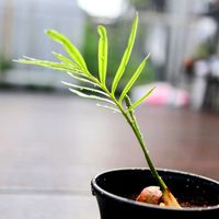 ソテツ,蘇鉄,ソテツ類,テラスの画像