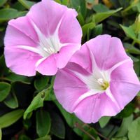 ヒルガオ,早朝ウォーキング,ウクライナに平和を,お出かけ先の画像