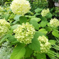 アナベル,我が家の庭,紫陽花 アジサイ あじさい,玄関アプローチの画像