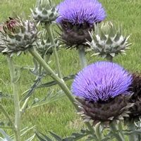 アーティチョーク,アーティチョーク,ノアザミ,ノアザミ,神代植物公園の画像