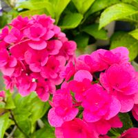 マツバギク,紫陽花挿し木,ルドベキア アーバンサファリ,紫陽花 アジサイ あじさい,庭の宿根草の画像