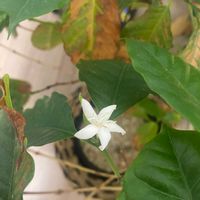コーヒーの木,初開花,嬉しい♡,白くてカワイイ花,リビング・ダイニングの画像