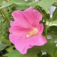 フヨウ,アメリカフヨウ,岐阜県,多肉男子,アメリカフヨウの花の画像