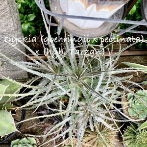 Dyckia (goehringii x pectinata) x (hyb. Tarzan),カクタス広瀬,車庫の画像