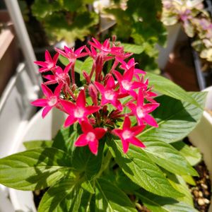 ペンタス,ピンキー,朝顔,花が咲いた,お花大好き♡の画像