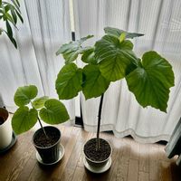 ウンベラータ,観葉植物,新芽,強剪定の画像