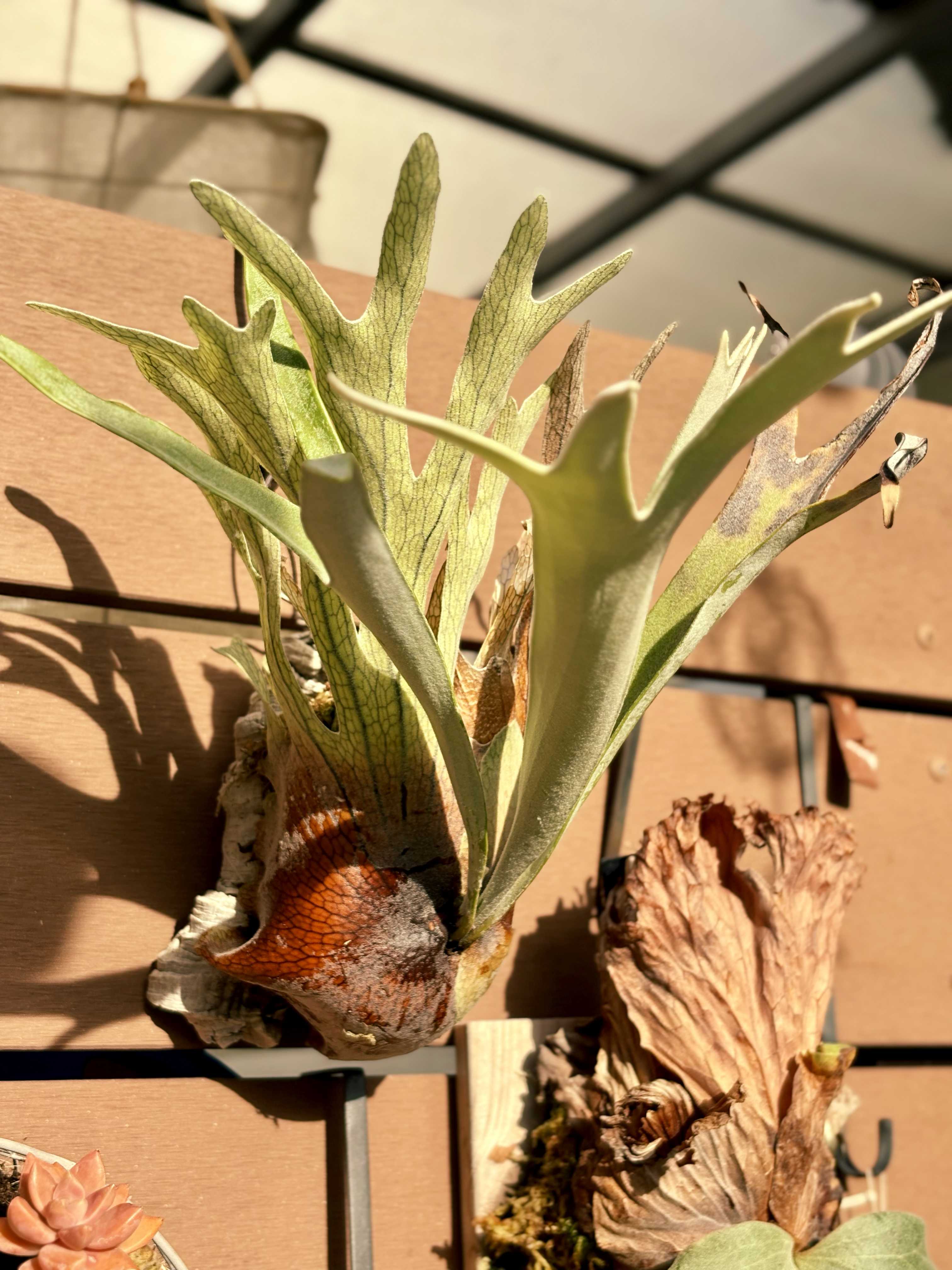 バクスポの貯水葉からの新芽 ビカクシダの森