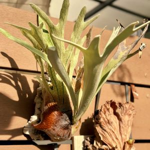 ビカクシダ レモイネイ,コウモリラン・ビカクシダ,着生植物, コウモリラン , ビカクシダの画像
