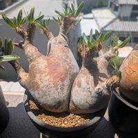 塊根植物,パキポディウム属,珍奇植物,植中毒,バルコニストの画像