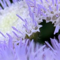 アゲラタム,アゲラタム,アゲラタム,小さな花壇,花のある暮らしの画像