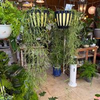 新玉つづり（ビアホップ）,多肉植物,セダム属,再生の画像