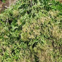 小さな畑,剪定,乙女色クラブ,庭の花と木,チーム茨城の画像