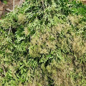小さな畑,剪定,乙女色クラブ,庭の花と木,チーム茨城の画像