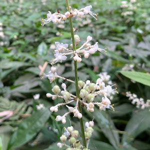 藪茗荷,ヤブミョウガ,雑草,山野草,野草の画像