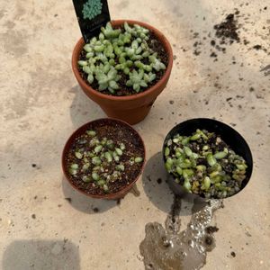 葉挿し,セダム属,植替えの画像