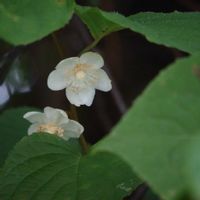 マタタビ,マタタビの花,山野草,花のある暮らし,繋がりに感謝✨の画像