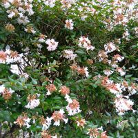 シマトネリコ,ガジュマル,胡蝶蘭,アベリア,アボカド鉢植えの画像