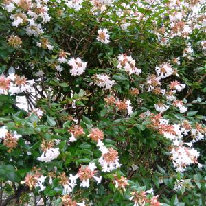 シマトネリコ,ガジュマル,胡蝶蘭,アベリア,アボカド鉢植えの画像