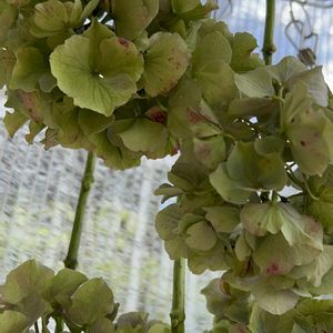 アジサイ,アジサイ挿し木,何かの芽,挿し木,アンティークカラーの画像