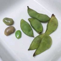 枝豆,インゲン,パンダ菜豆,プランター野菜,収穫の画像