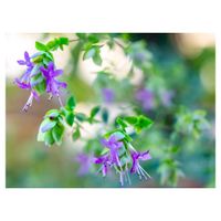 オレガノ ケントビューティー,ハーブ,日陰,ピンクの花,植木鉢の画像