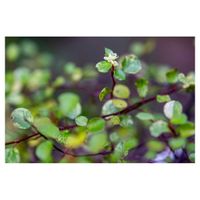 日陰,お花,カラーリーフ,植木鉢,スポットライトの画像