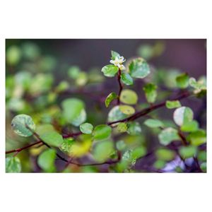 日陰,お花,カラーリーフ,植木鉢,スポットライトの画像
